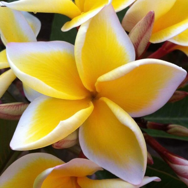 Plumeria Sirimongkol