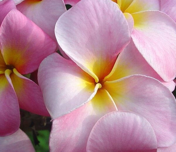 Plumeria Maui Beauty