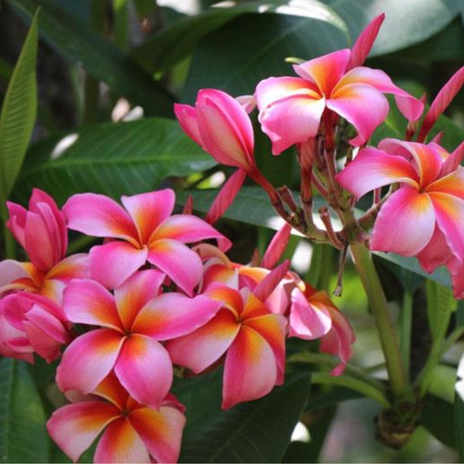 Plumeria Maytal Motti