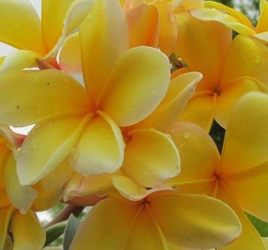 Plumeria Aztec Gold