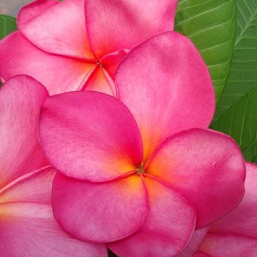 Plumeria Charlotte Ebert