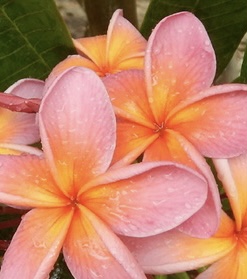 Plumeria JJ Bellagio