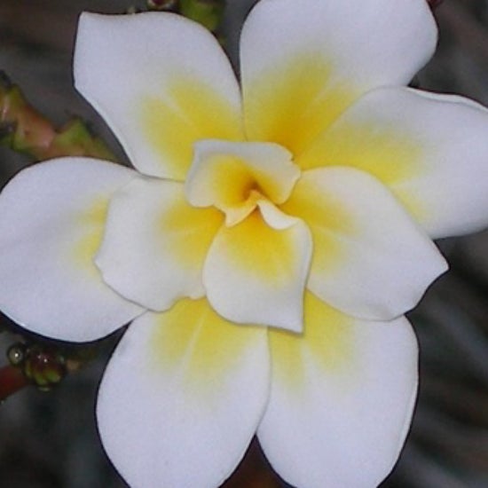 Plumeria JJ Bali Whirl