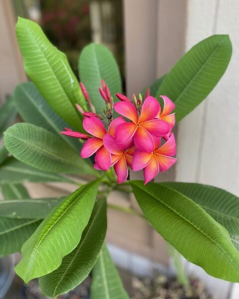 Plumeria Rainbow NoID