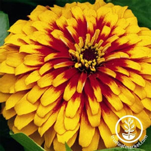 Zinnia Swizzle Series