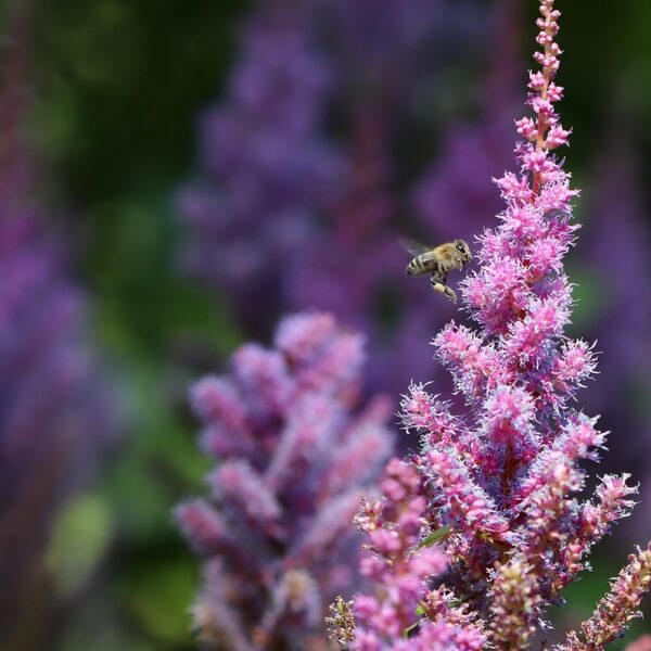 astilbe