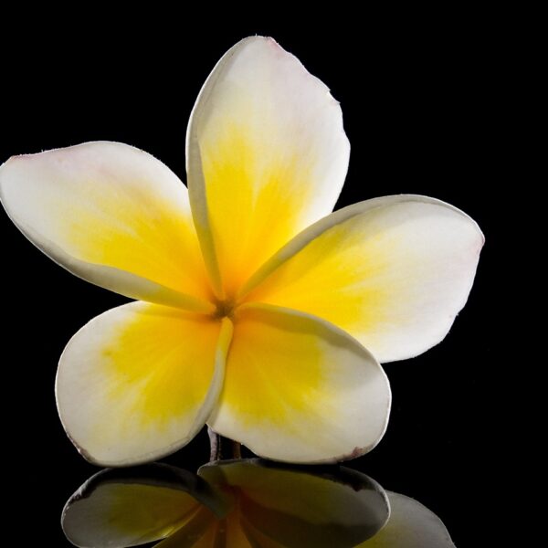 blossom, bloom, flower-218469.jpg