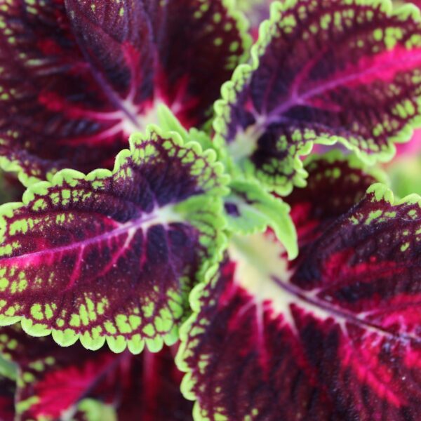 coleus, leaves, plant-6563403.jpg