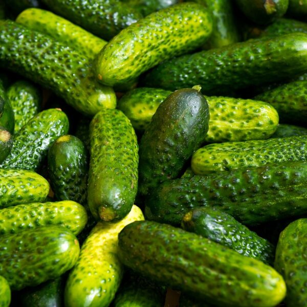 cucumber, pickle, gherkin-5453363.jpg