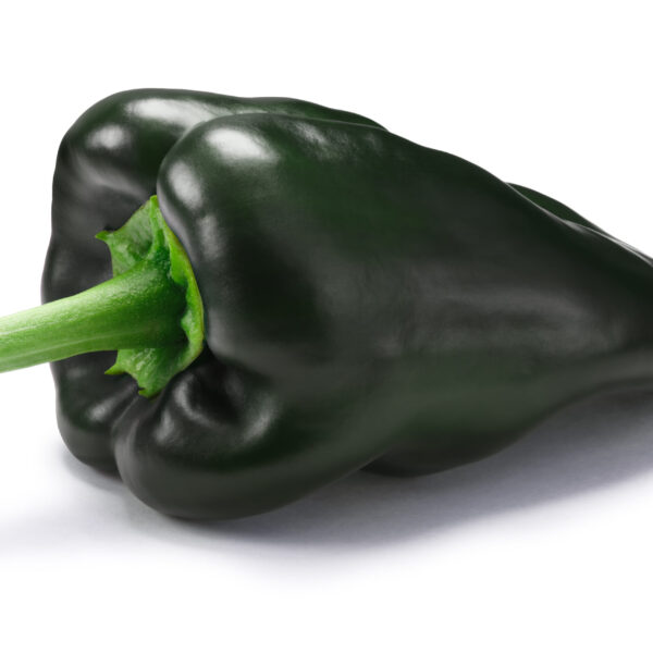 Pepper Pablano