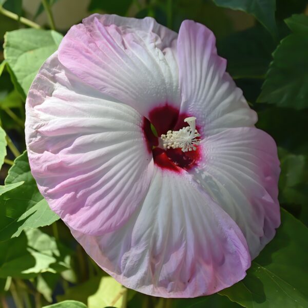 hibiscus, flower, plant-7531509.jpg