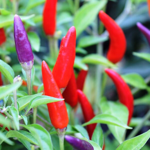 peppers, red, purple-938941.jpg
