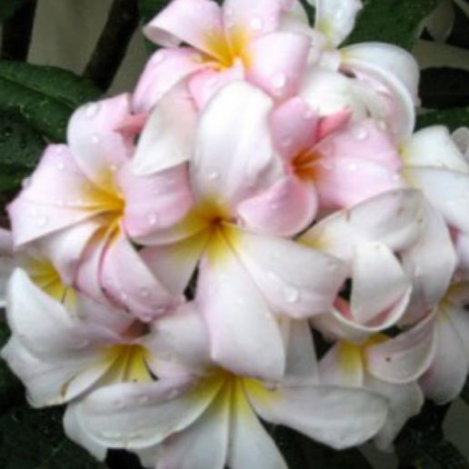 Plumeria Slaughter Pink