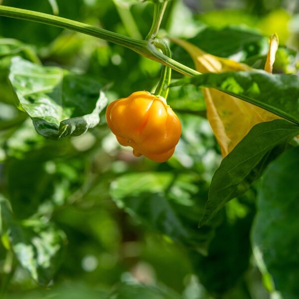 yellow, habanero, pepper-4394115.jpg