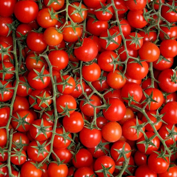 cherry tomatoes, puglia, agriculture-539909.jpg