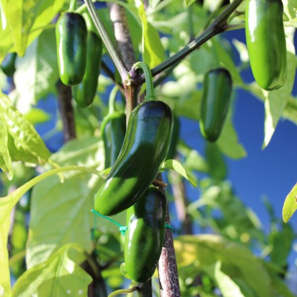chili, jalapeno, chilli pepper-282054.jpg