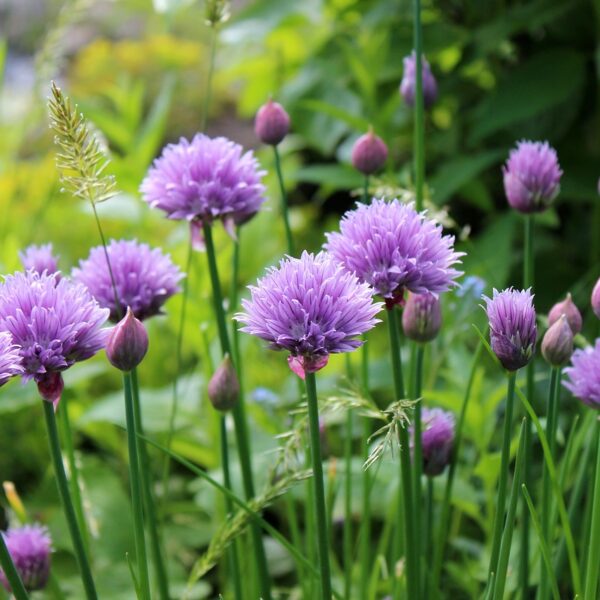 chives, blooming, plant-967674.jpg