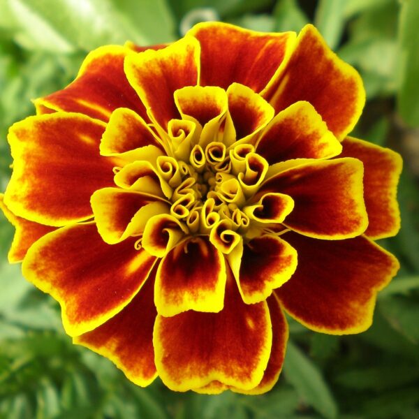 flower, marigold, wildflower-249510.jpg