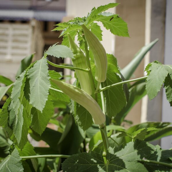 lady finger, lady finger tree, lady finger leaf-2774506.jpg