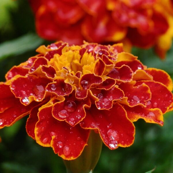 nature, flowers, plants-2105395.jpg