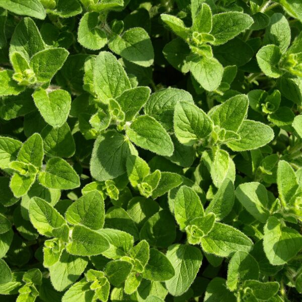 oregano, culinary herbs, mediterranean-321746.jpg