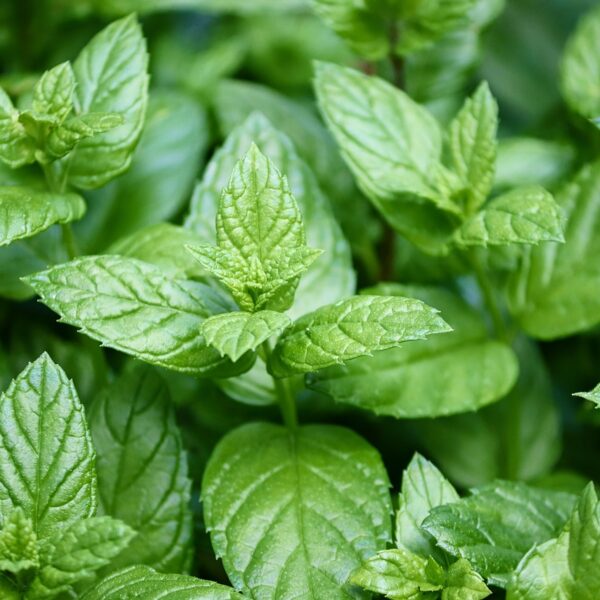peppermint, mentha, leaves-4487398.jpg