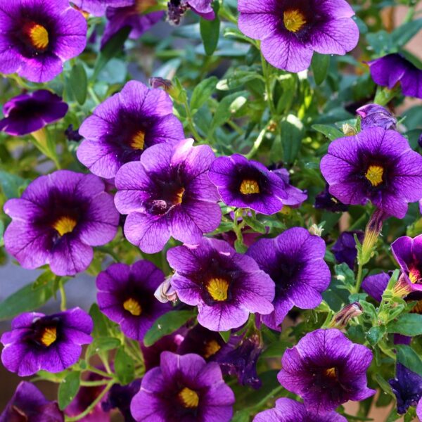 petunias, violet, close up-4296678.jpg