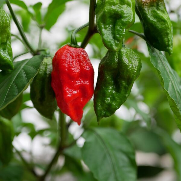 plant, ghost pepper, heat-3726306.jpg