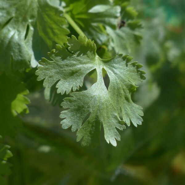 real coriander, coriander, culinary herbs-115373.jpg