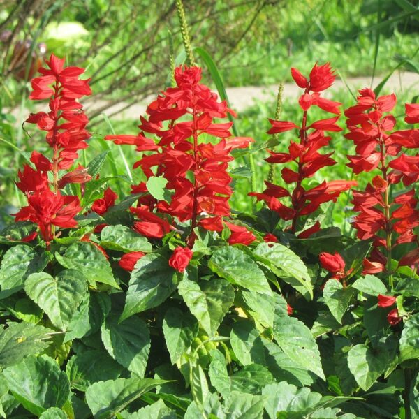 salvia, flowers, red-2141316.jpg