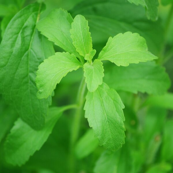 stevia, leaf, sugar plant-74187.jpg
