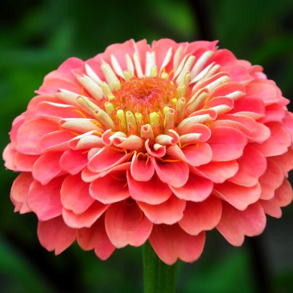 zinnia, flower, orange-4535694.jpg