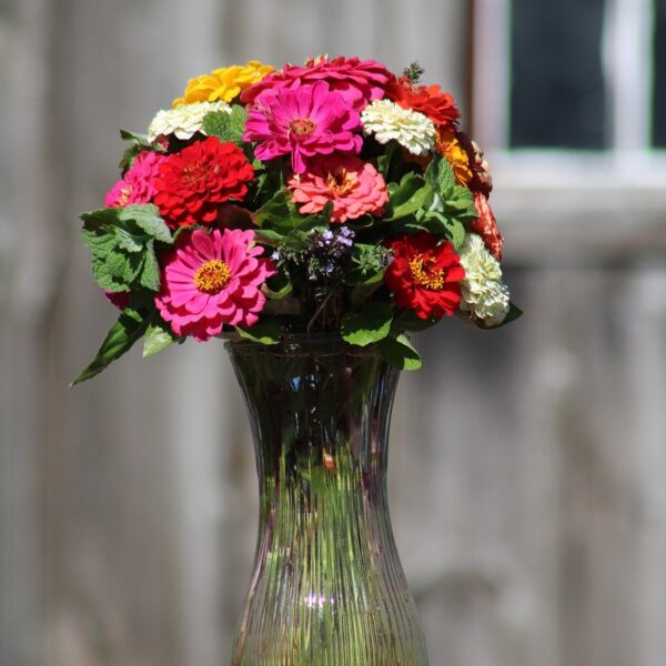 zinnias, flowers, vase-7690838.jpg